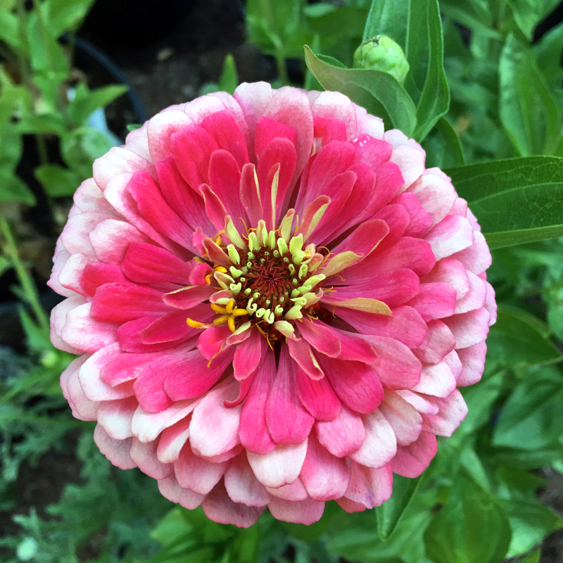 pink zinnia bouquet