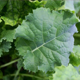Siberian Dwarf Kale (Brassica oleracea)