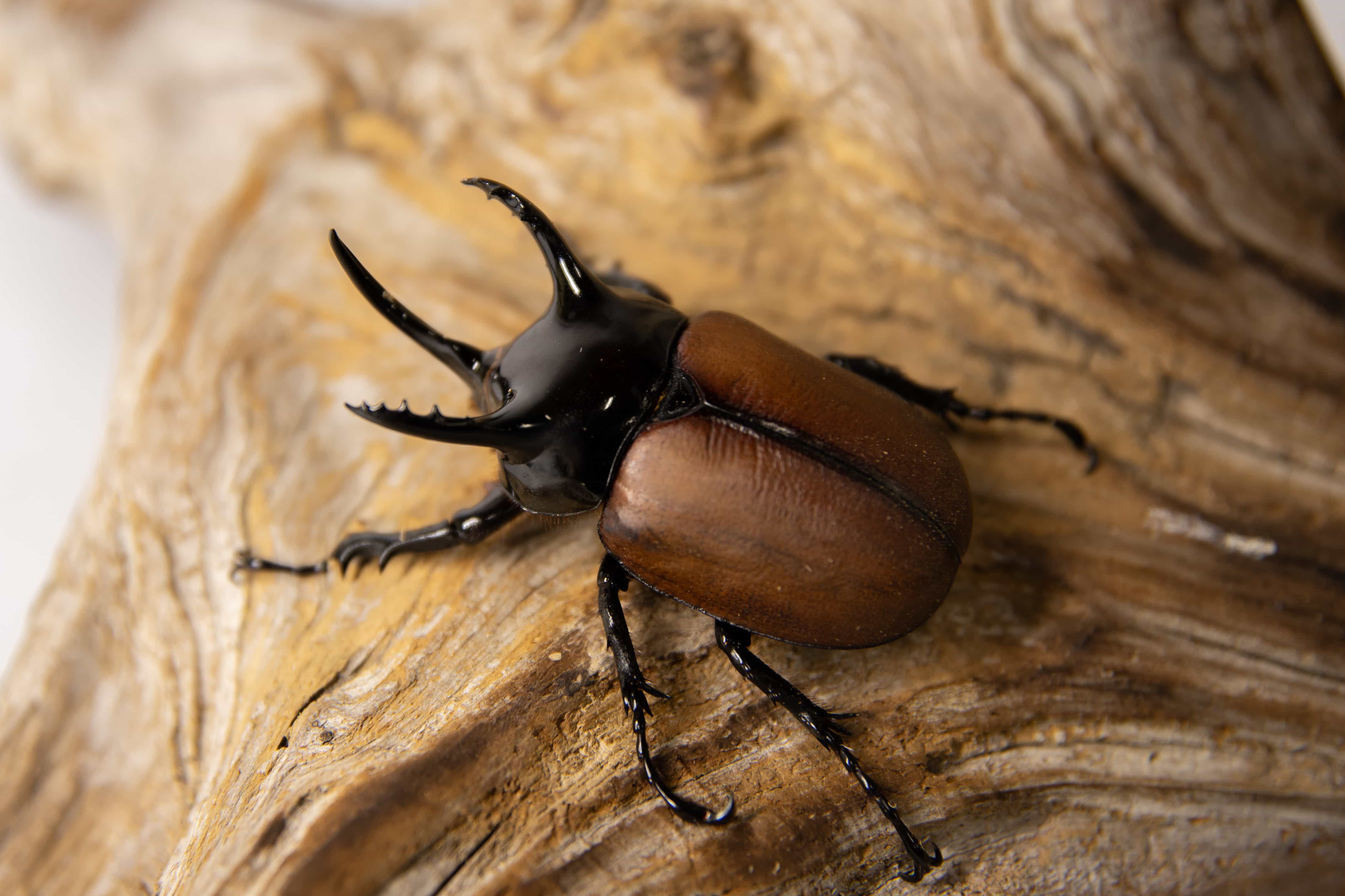 カブトムシって結構奥が深い Hawaiian Beetle