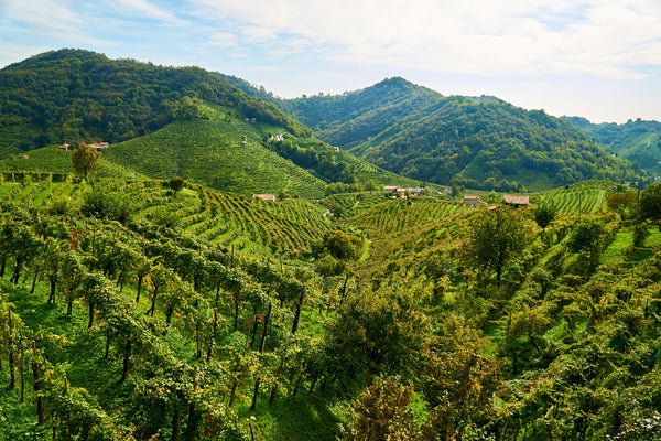 Nachhaltiger Weinanbau in Italien