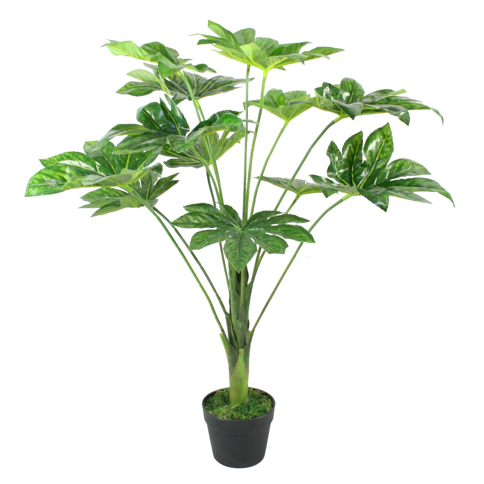 Artificial Japanese Aralia Plant | Floral Stem Limited