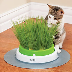 cat grass planter