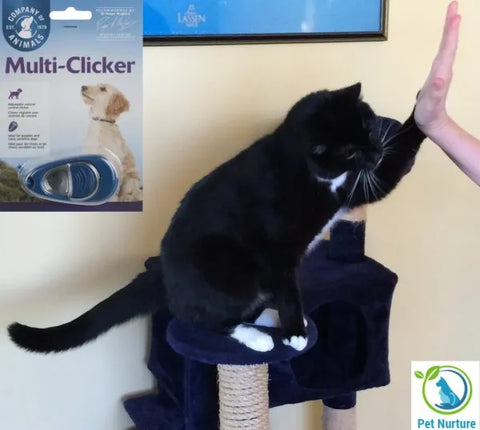 cat training high five