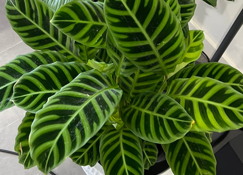 CALATHEA ZEBRINA