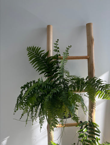 ferns for cats