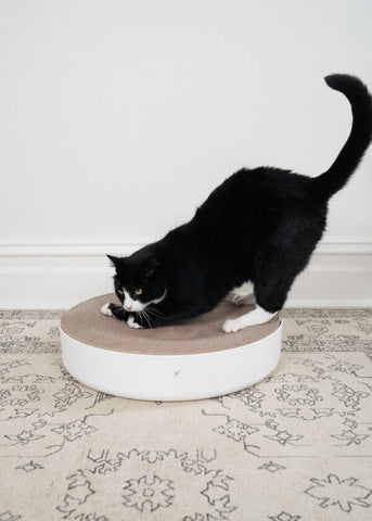 Lollipop Cardboard Cat Scratcher