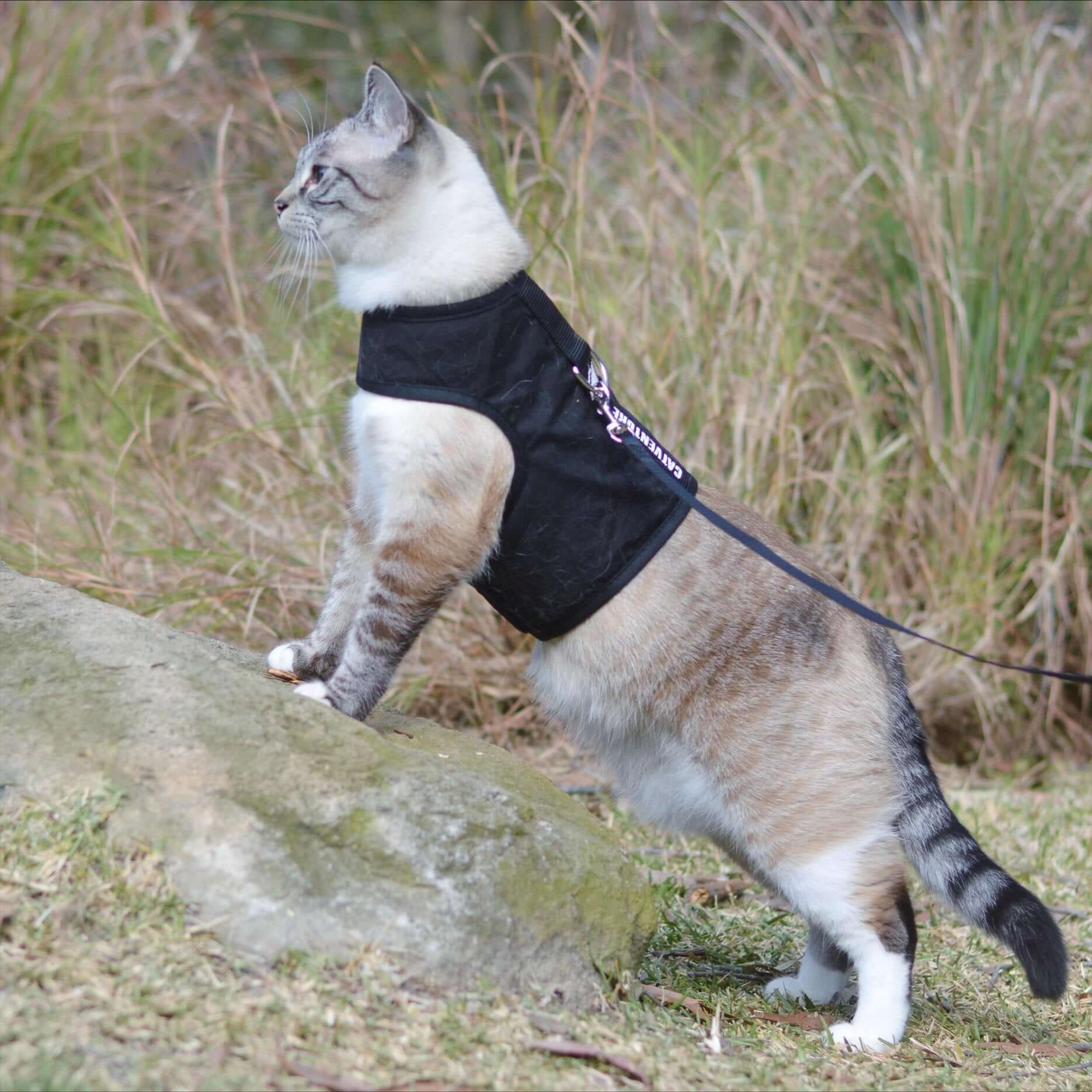 Catventure Escape Proof Cat Harness Cat Harness Australia