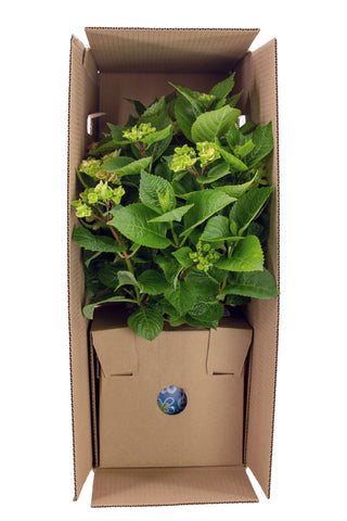 plant inside a shipping box