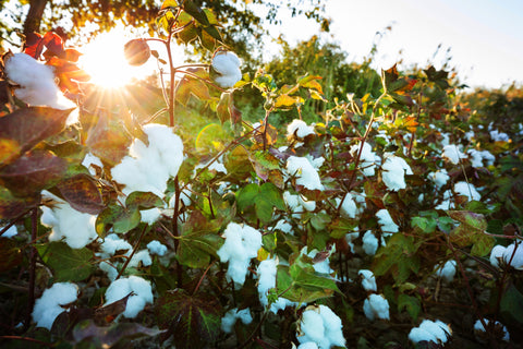 cotton sheets