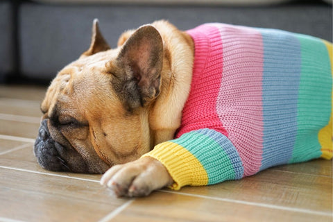 Blusão colorido para cachorros