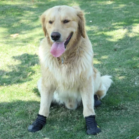 Bota para cachorro