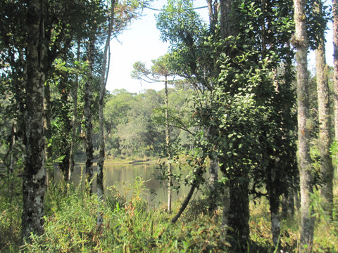 Shade Grown Organic Yerba Mate Farm in Brazil