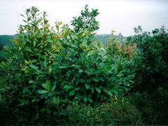 Young Yerba Mate Tree