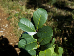 Young Yerba Mate Shoot