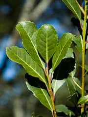 Yerba Mate Plant