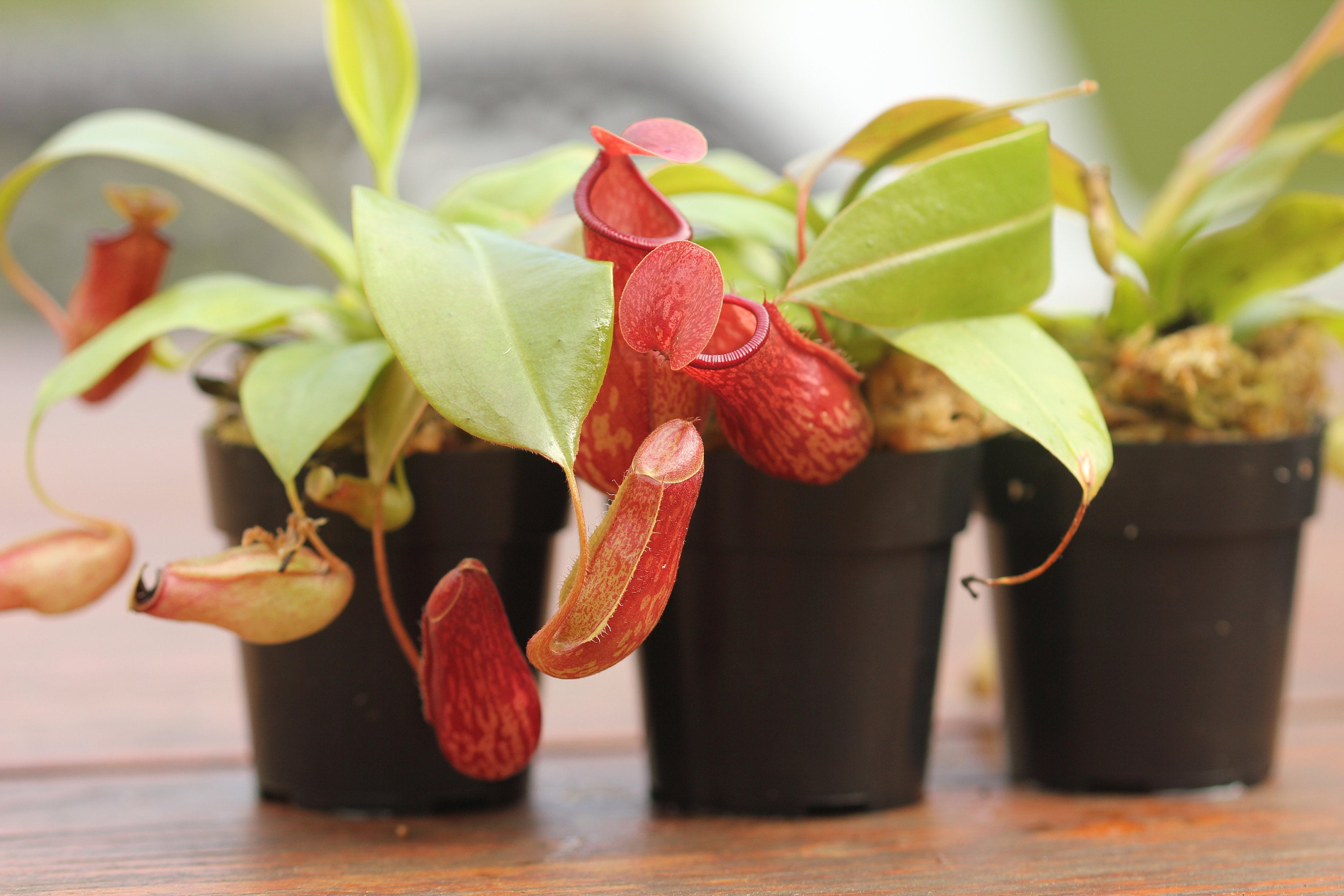 Nepenthes Lowii x Ventricosa - Savage Gardeners