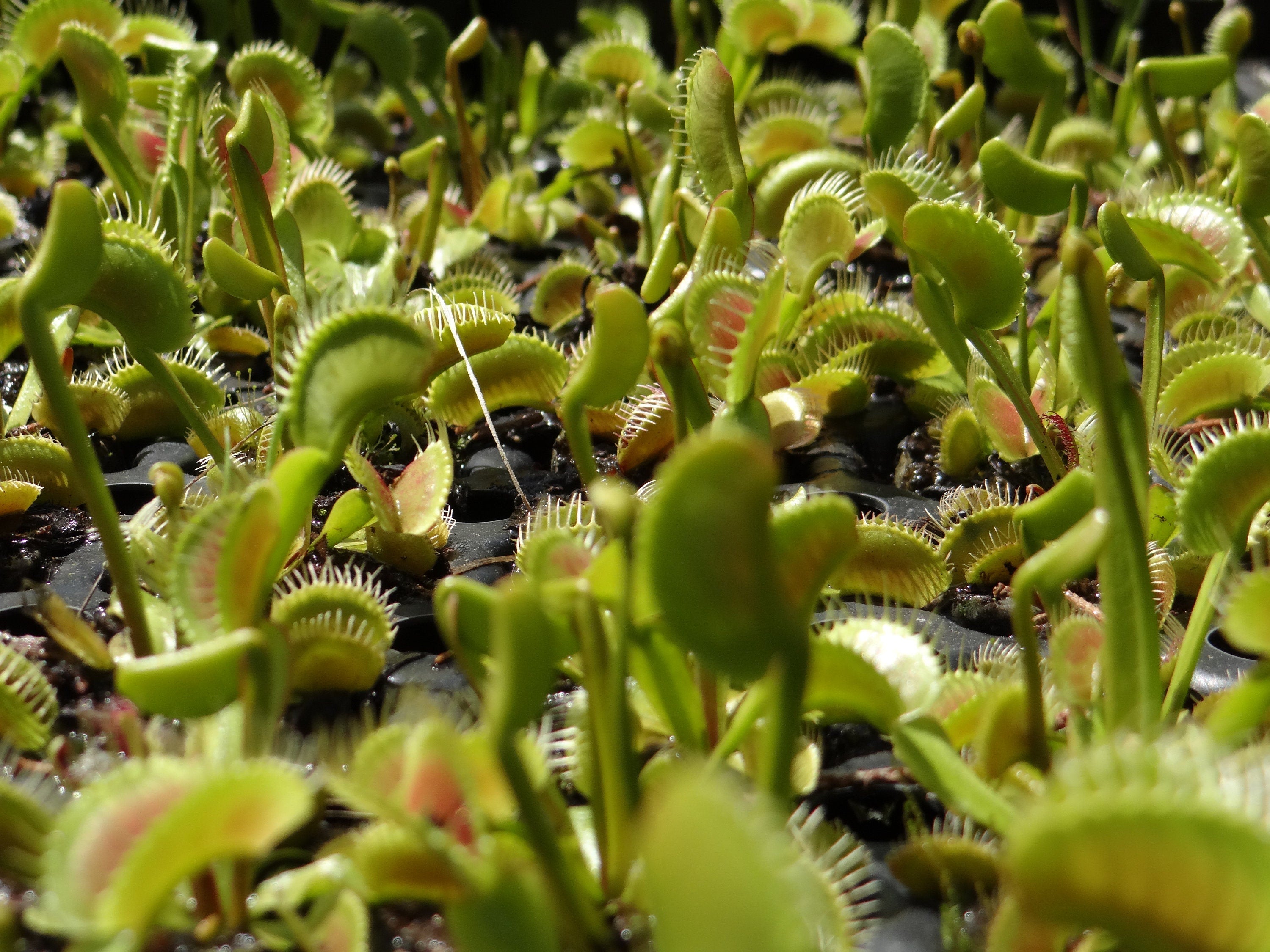 Indoor Venus Fly Traps - A Commercial Cannabis Grower's Take :  r/SavageGarden