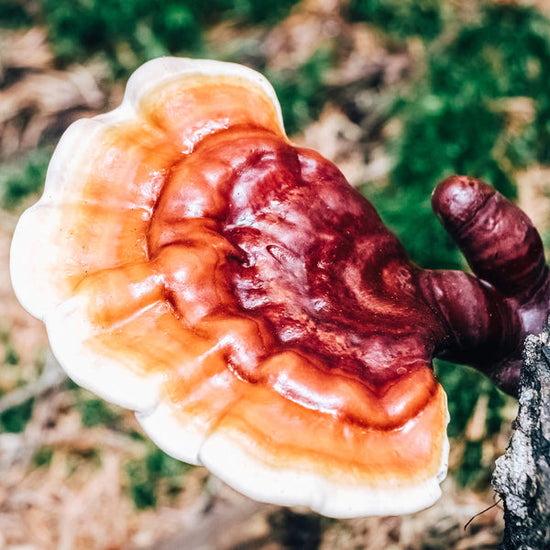 Bienfaits du champignon Reishi