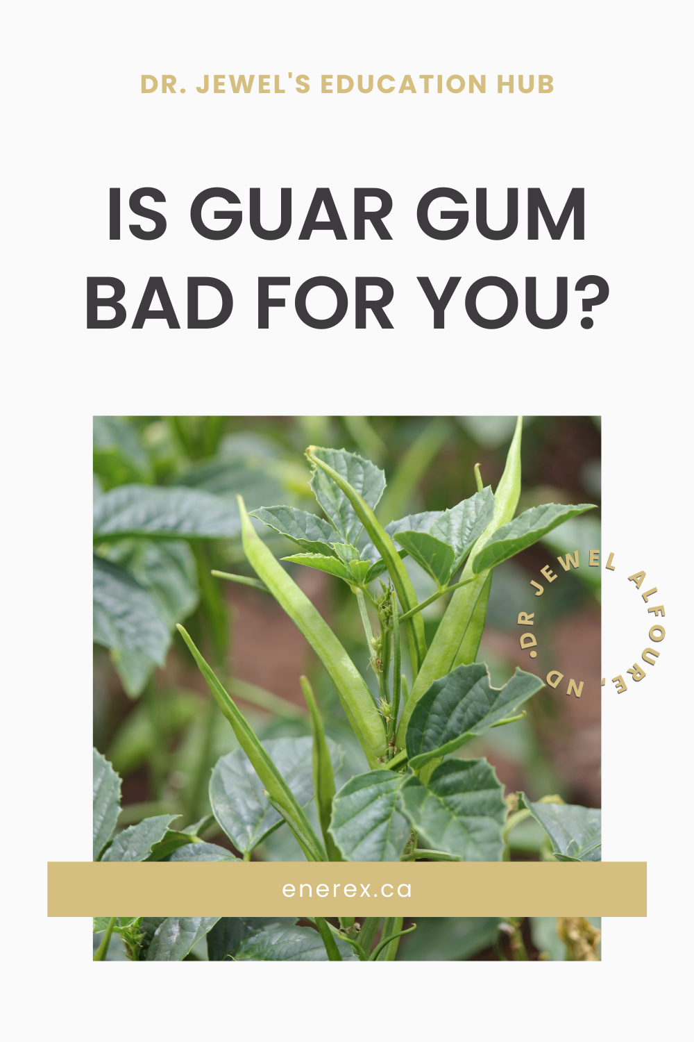 La gomme de guar est-elle mauvaise pour vous ? Vérité surprenante – Enerex  Botanicals