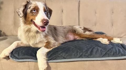 Audi, the Australian shepherd dog, reclining happily on a couch. Rose-Hip Vital Canine for Skin Allergies.