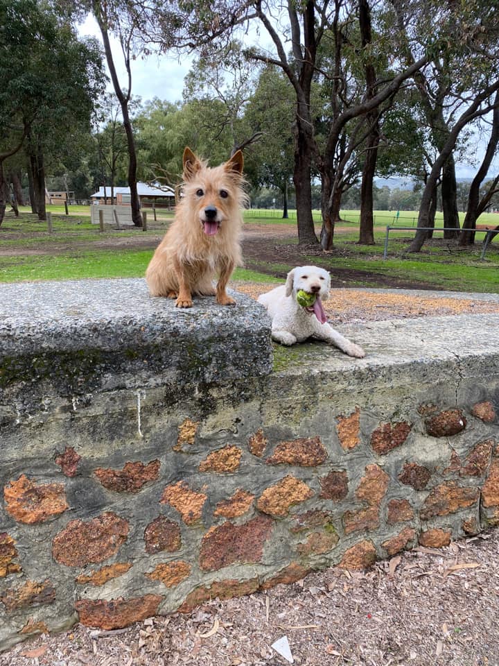 Bailey & Lexi on Rose-Hip Vital Canine