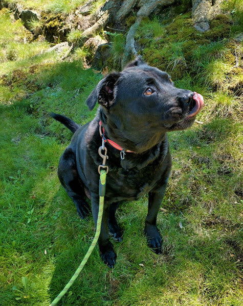 Bear on Rose-Hip Vital Canine