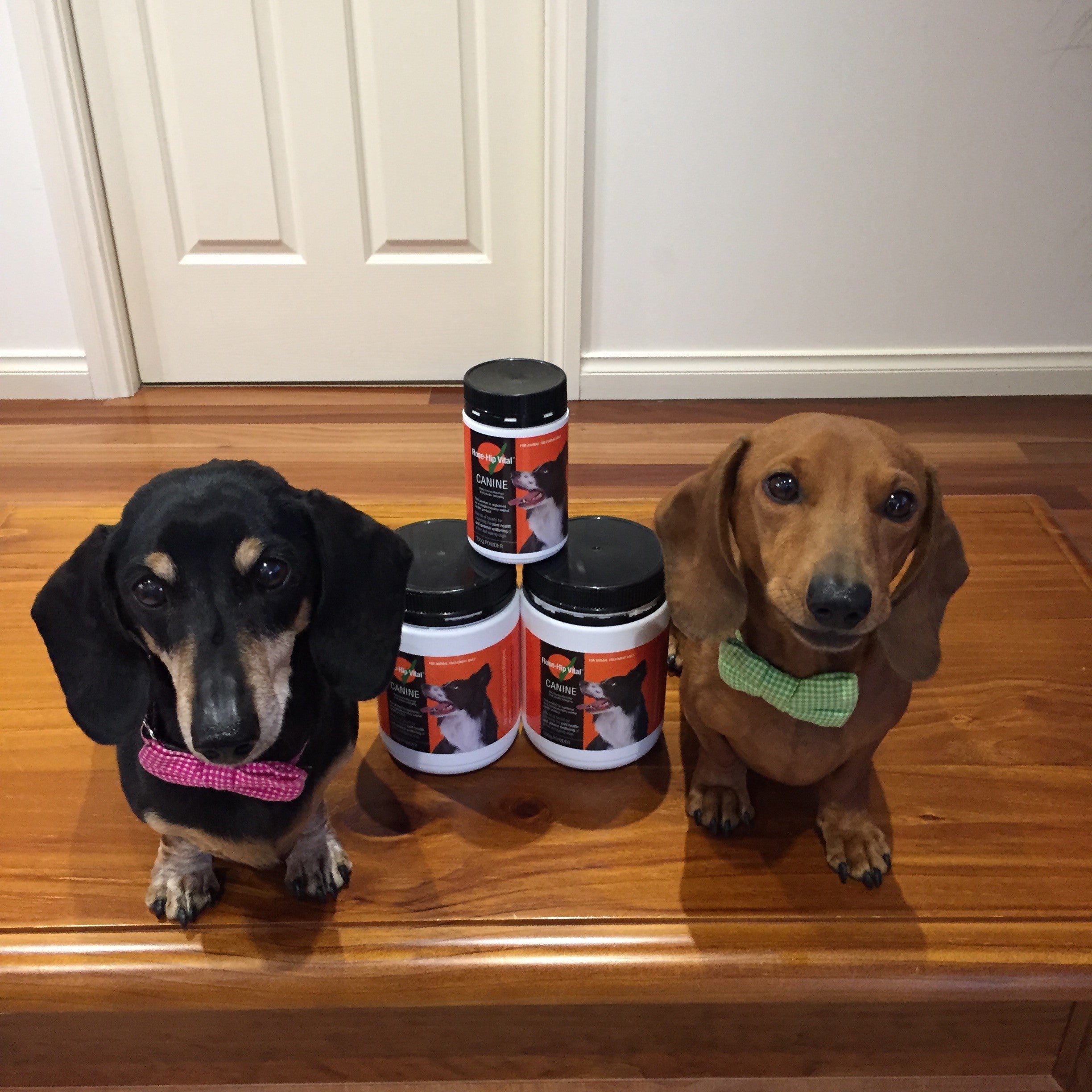 Bella & Bailey on Rose-Hip Vital Canine