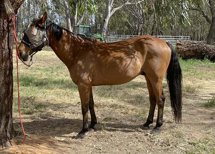 Buddy on Rose-Hip Vital Equine