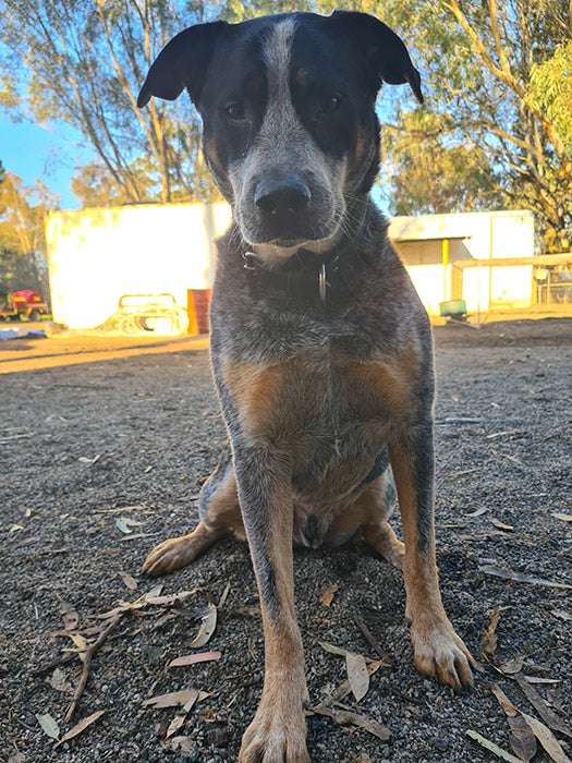 Coight on Rose-Hip Vital Canine