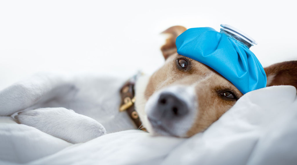 Dog lying on the bed