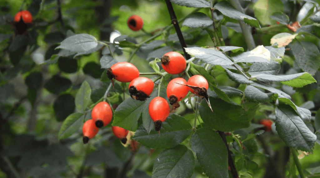 Natural rose hips growing on a lush green bush