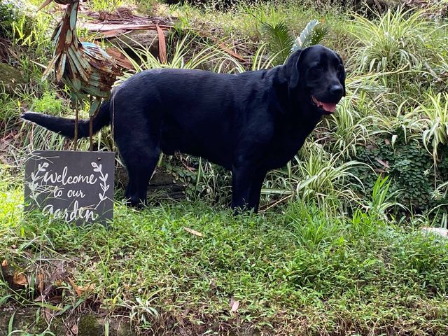 Kylo on Rose-Hip Vital Canine