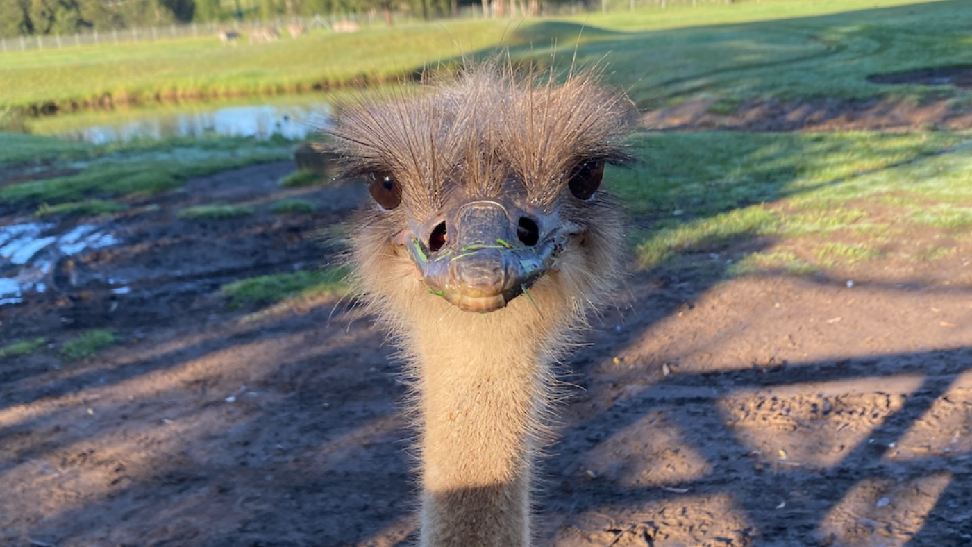 Emu up-close looking into the camera. Rose-Hip Vital and Mogo Wildlife Park.