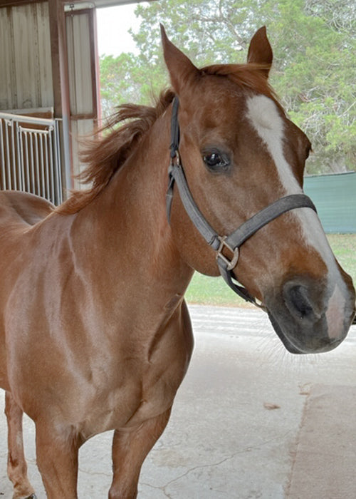 Sherman on Rose-Hip Vital Equine