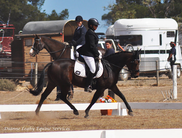 Morgan on Rose-Hip Vital Equine