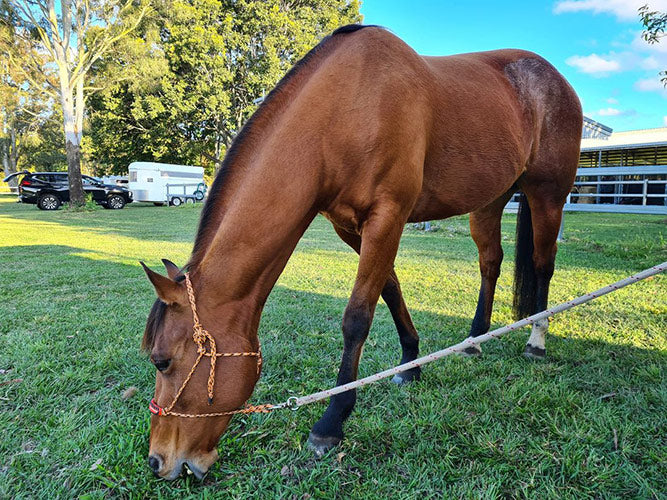 Penny on Rose-Hip Vital Equine