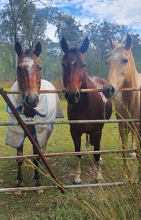 Pretty Boy & Bubbles on Rose-Hip Vital Equine