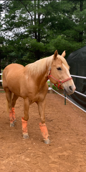 Ringo on Rose-Hip Vital Equine