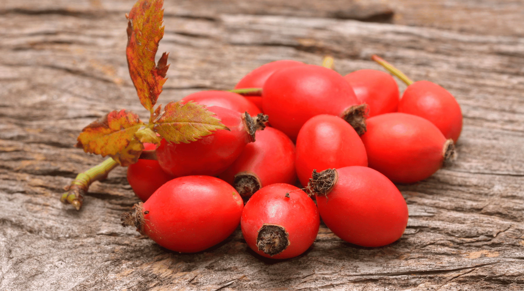 What is Rosehip