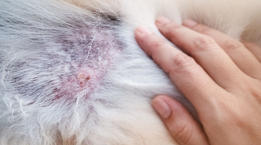 Allergic Skin of a Dog
