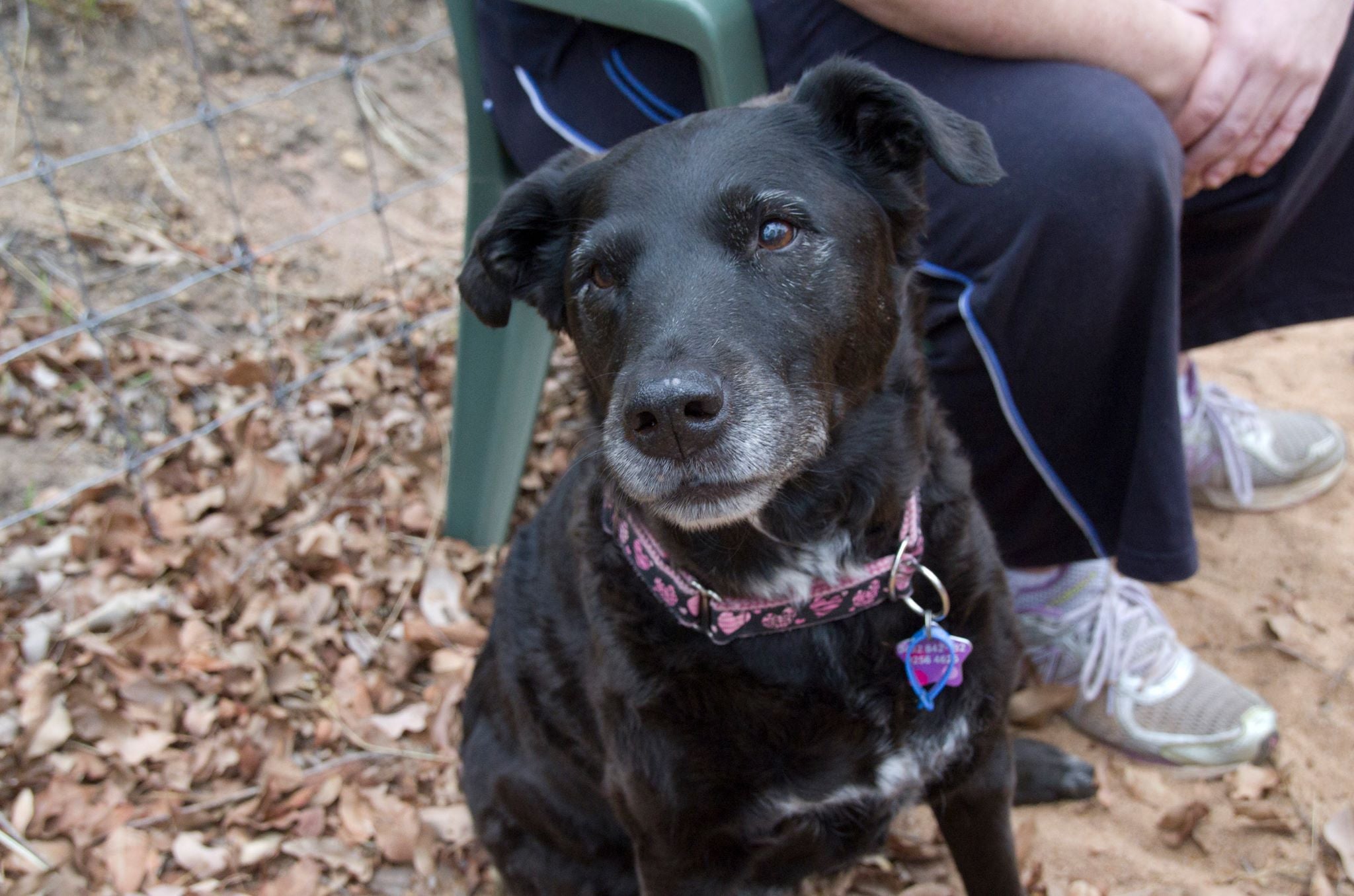 Sasha on Rose-Hip Vital Canine