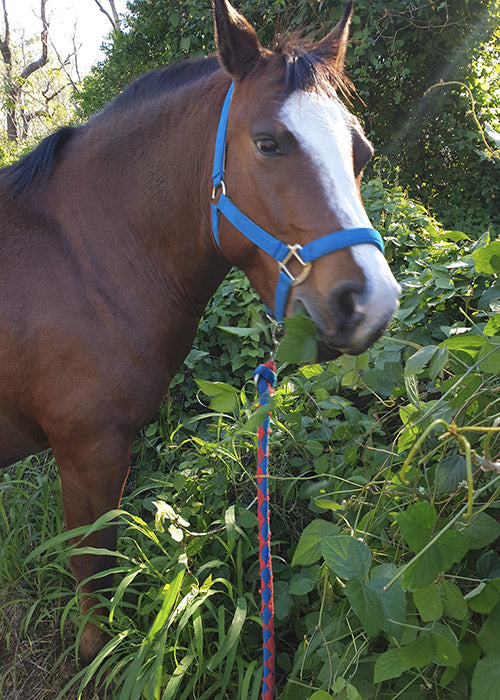 Toby on Rose-Hip Vital Equine