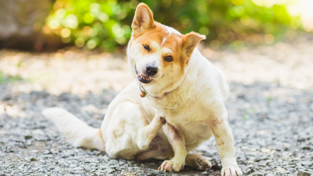 Dog scratching. Rose-Hip Vital Canine for Skin Allergies. 