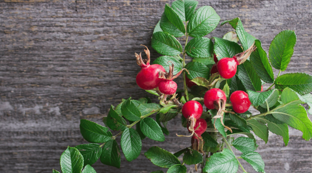 Rosehip of Rosa canina plant