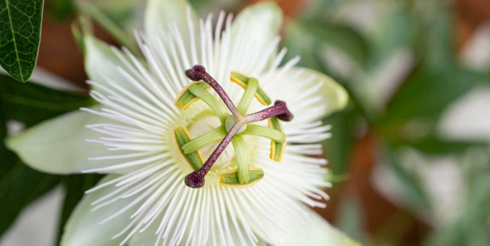 Passiflore : ses propriétés, bienfaits et son utilisation