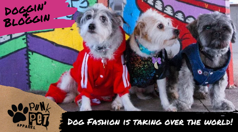 Dog Fashion Is Taking Over The World Blog - 3 Rescue Dogs Dressed Up