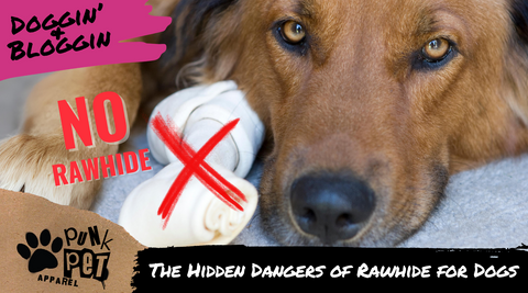 The Hidden Dangers of Rawhide for Dogs Blog - Dog with a rawhide bone