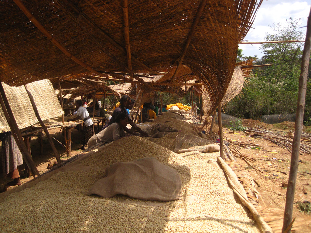 Yirgacheffe Homa, Coffee Farms,