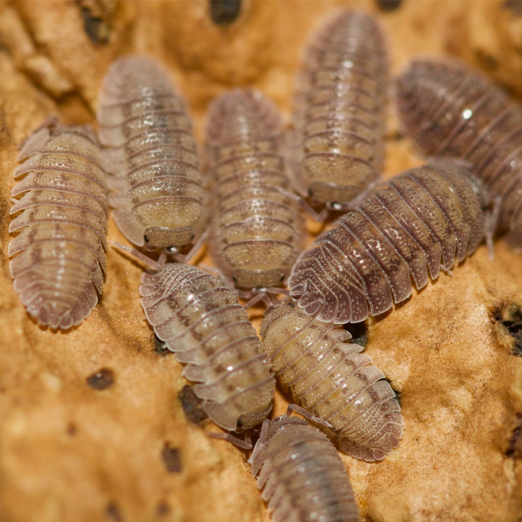 Armadillidium Peraccae Isopods – Isopod Depot