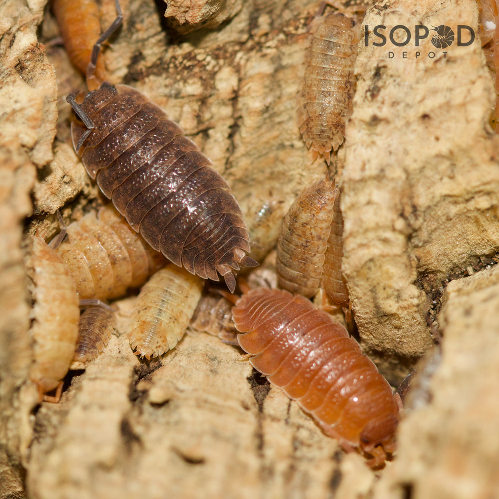 Porcellio Scaber Skewbald Tri Isopods – Isopod Depot